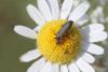 Oedemera sp.